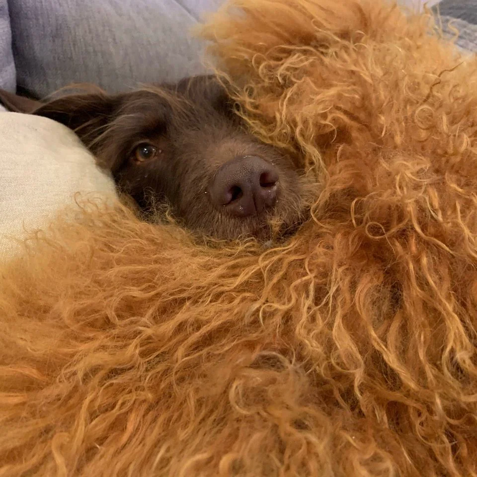 Cha Cha, a fluffy brown dog snuggled into a sheepskin pillow