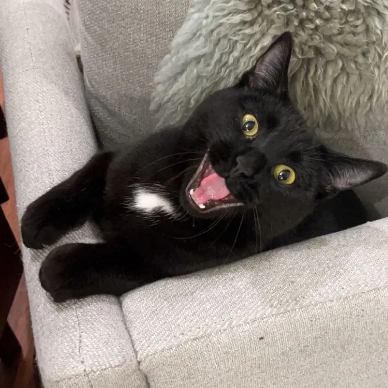 Finn, a cat mid-meow