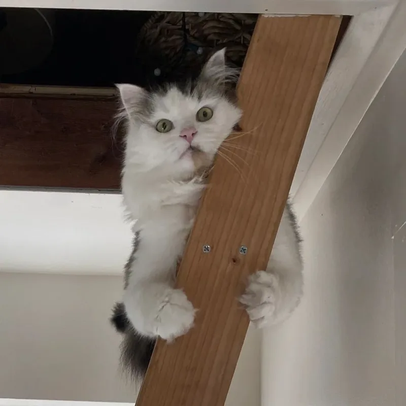 Freidrich Von Trap, a cat climbing a ladder