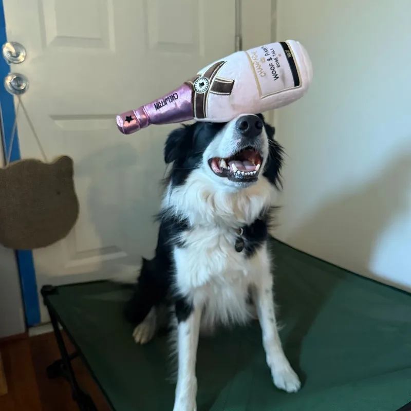 Rooney, a border collie balancing a plush champagne bottle on his nose