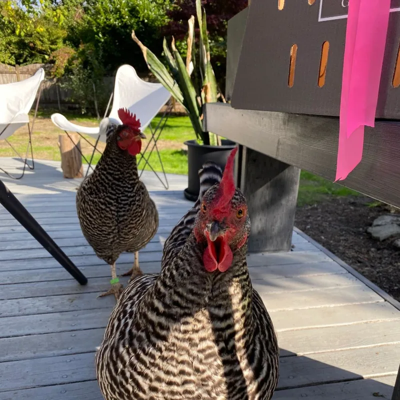 The Ladies, two barred rock hens on the studio deck