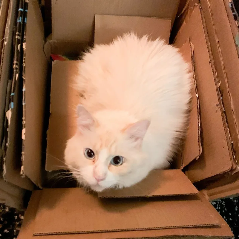 Winterfurd, a cat sitting in a cardboard box