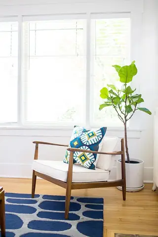 Madison Valley Design: A sunlit mid-century modern armchair with off-white cushions and a bold geometric pillow sits beside a potted fiddle-leaf fig tree near a large window